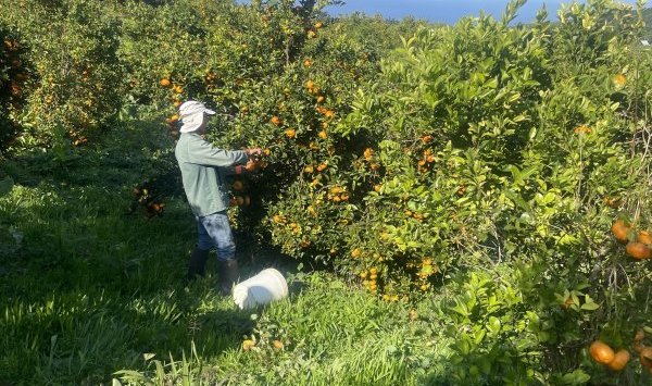 L'équipe des champs en plein travail