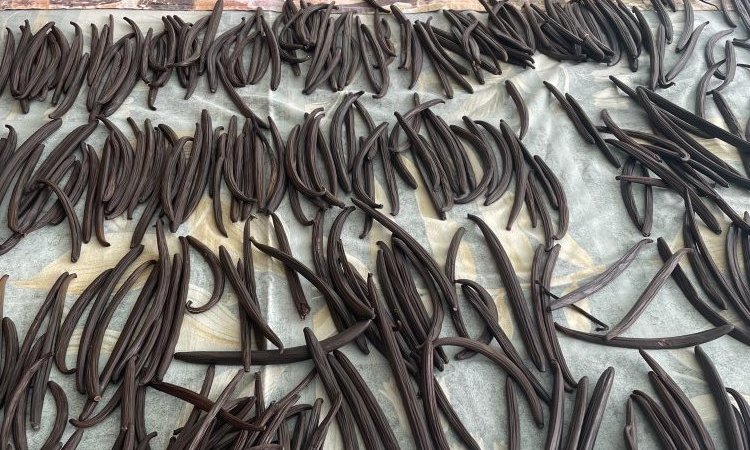 Where Does Vanilla Flavor Come From?